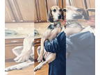 Beagle-Bluetick Coonhound Mix DOG FOR ADOPTION RGADN-1389209 - Finney - Bluetick