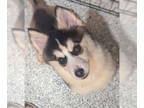 Huskies -Pembroke Welsh Corgi Mix DOG FOR ADOPTION RGADN-1389210 - Laney - Corgi