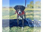 Mountain Cur-Whippet Mix DOG FOR ADOPTION RGADN-1389217 - Spunky - Whippet /