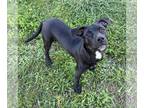 Labrador Retriever Mix DOG FOR ADOPTION RGADN-1389219 - Jack Skellington -