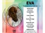 Boxer Mix DOG FOR ADOPTION RGADN-1389221 - Eva - Boxer / Mixed Dog For Adoption