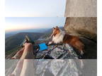 Collie DOG FOR ADOPTION RGADN-1389223 - Sarah - Collie Dog For Adoption