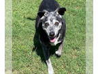 Labbe DOG FOR ADOPTION RGADN-1389233 - Molly - Labrador Retriever / Beagle /