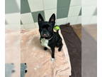 Boston Terrier DOG FOR ADOPTION RGADN-1389234 - Pancake - Boston Terrier Dog For