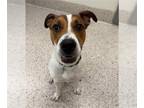 American Foxhound DOG FOR ADOPTION RGADN-1389240 - *SCHNEIDER - American