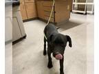 Great Dane Mix DOG FOR ADOPTION RGADN-1389247 - *HERBERT - Great Dane / Mixed