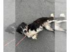Border Collie Mix DOG FOR ADOPTION RGADN-1389249 - *CIDER - Border Collie /
