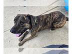 Mastiff DOG FOR ADOPTION RGADN-1389251 - *WAYLON - Mastiff (medium coat) Dog For