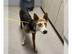 Carolina Dog Mix DOG FOR ADOPTION RGADN-1389264 - *FERN - Carolina Dog / Mixed