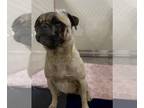 Pug DOG FOR ADOPTION RGADN-1389266 - UNKNOWN - Pug (medium coat) Dog For