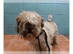 Shih Tzu Mix DOG FOR ADOPTION RGADN-1389268 - BROWNIE - Shih Tzu / Mixed (medium