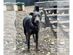Weimaraner Mix DOG FOR ADOPTION RGADN-1389269 - SUSIE - Weimaraner / Mixed