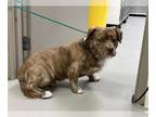 Cardigan Welsh Corgi DOG FOR ADOPTION RGADN-1389273 - ALF - Cardigan Welsh Corgi