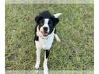 Border Collie Mix DOG FOR ADOPTION RGADN-1389282 - FIDO - Border Collie / Mixed