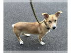 Pembroke Welsh Corgi Mix DOG FOR ADOPTION RGADN-1389286 - JENNY - fun playful