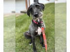 American Pit Bull Terrier-Poodle (Standard) Mix DOG FOR ADOPTION RGADN-1389289 -
