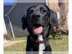 Labrenees DOG FOR ADOPTION RGADN-1389295 - Sylvie - Labrador Retriever / Great