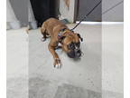 Boxer DOG FOR ADOPTION RGADN-1389298 - Rosie - Boxer Dog For Adoption