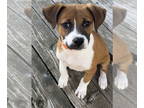 Rat Terrier Mix DOG FOR ADOPTION RGADN-1389300 - Bagel - Rat Terrier / Mixed