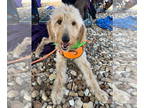 Goldendoodle DOG FOR ADOPTION RGADN-1389311 - Maris - Golden Retriever / Poodle