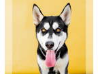 Mix DOG FOR ADOPTION RGADN-1389312 - SEAN - Husky (short coat) Dog For