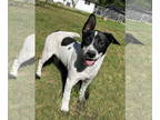 Australian Shepherd Mix DOG FOR ADOPTION RGADN-1389318 - Macadamia - Australian