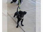 Poodle (Miniature) Mix DOG FOR ADOPTION RGADN-1389324 - Squirrel - Terrier /