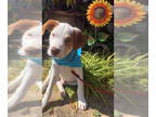 American Pit Bull Terrier-Spaniel Mix DOG FOR ADOPTION RGADN-1389326 - Happy -