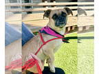 Puggle DOG FOR ADOPTION RGADN-1389327 - Ella - Pug / Beagle / Mixed Dog For