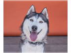 Alusky DOG FOR ADOPTION RGADN-1389328 - HUBERT - Alaskan Malamute / Siberian