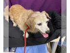 Australian Terrier Mix DOG FOR ADOPTION RGADN-1389332 - CANDY - Australian