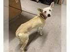 Shiba Inu-Siberian Husky Mix DOG FOR ADOPTION RGADN-1389336 - *BERYL - Siberian