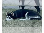 Mix DOG FOR ADOPTION RGADN-1389337 - CASCADIA - Husky (medium coat) Dog For
