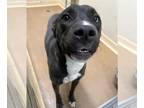 American Pit Bull Terrier-Huskies Mix DOG FOR ADOPTION RGADN-1389345 - LADY BLUE