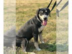 Black and Tan Coonhound Mix DOG FOR ADOPTION RGADN-1389352 - Fletch - Black and
