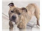 American Pit Bull Terrier DOG FOR ADOPTION RGADN-1389369 - BOOMER - Pit Bull