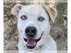 Siberian Husky Mix DOG FOR ADOPTION RGADN-1389370 - KING ARTHUR - Siberian Husky