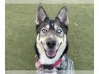 Siberian Husky DOG FOR ADOPTION RGADN-1389371 - WILLOW - Siberian Husky (medium
