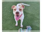 American Pit Bull Terrier-Pointer Mix DOG FOR ADOPTION RGADN-1389373 - BRADLEY -