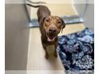 Doberman Pinscher DOG FOR ADOPTION RGADN-1389383 - MOMMA BIRD - Doberman
