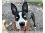 Australian Kelpie Mix DOG FOR ADOPTION RGADN-1389385 - WHITNEY - Australian