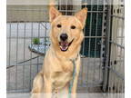 Shiba Inu Mix DOG FOR ADOPTION RGADN-1389394 - TRICK - Shiba Inu / Mixed (medium