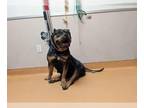 Mastiff Mix DOG FOR ADOPTION RGADN-1389396 - BABBS - Mastiff / Mixed (medium