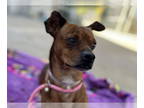 Dachshund Mix DOG FOR ADOPTION RGADN-1389397 - WARLOCK - Dachshund / Mixed