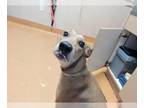 Doberman Pinscher Mix DOG FOR ADOPTION RGADN-1389400 - ZELDA - Doberman Pinscher