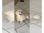 Dameranian DOG FOR ADOPTION RGADN-1389410 - Elvis - Pomeranian / Dachshund /