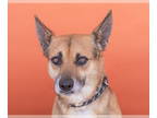 German Shepherd Dog-Welsh Corgi Mix DOG FOR ADOPTION RGADN-1389411 - MAX - Welsh
