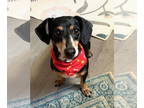 Dachshund DOG FOR ADOPTION RGADN-1389427 - Queenie - Dachshund Dog For Adoption