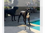 Boxer DOG FOR ADOPTION RGADN-1389428 - Waylon II - Boxer Dog For Adoption