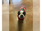 Boston Terrier DOG FOR ADOPTION RGADN-1389439 - Dotte - Boston Terrier Dog For